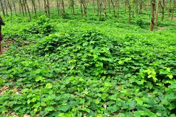 Cara Memilih Benih LCC untuk Kebutuhan Perkebunan