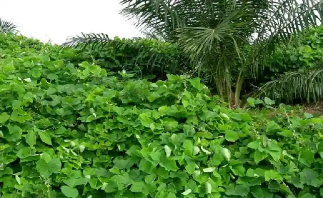 Perbedaan Mucuna bracteata dan Pueraria javanica